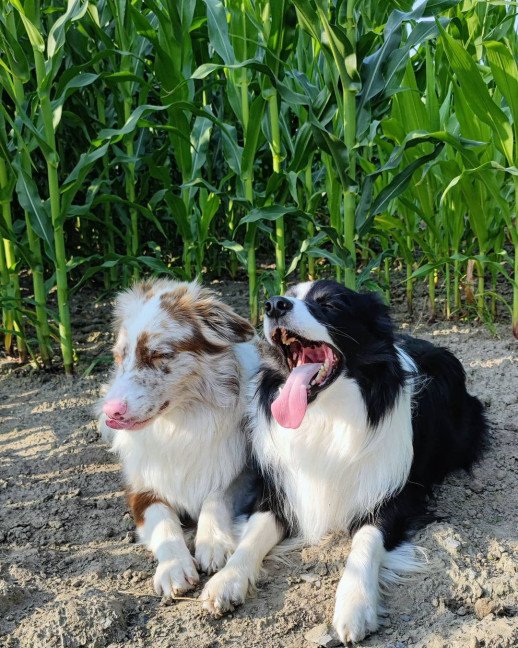 Gedragstraining voor puppy Roeselare, West-Vlaanderen